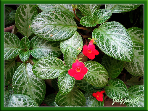 بنفشه آتشین